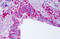 NLR Family Pyrin Domain Containing 11 antibody, MBS244013, MyBioSource, Immunohistochemistry frozen image 