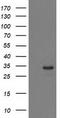 Haloacid Dehalogenase Like Hydrolase Domain Containing 2 antibody, CF502834, Origene, Western Blot image 