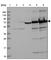 Kinesin-like protein KIF22 antibody, HPA041076, Atlas Antibodies, Western Blot image 