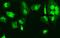 High mobility group protein B3 antibody, M02834-1, Boster Biological Technology, Immunofluorescence image 