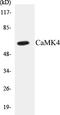 Calcium/Calmodulin Dependent Protein Kinase IV antibody, EKC1080, Boster Biological Technology, Western Blot image 