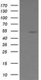 ETS Transcription Factor ERG antibody, LS-C174668, Lifespan Biosciences, Western Blot image 