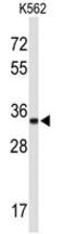 Sodium/potassium-transporting ATPase subunit beta-2 antibody, AP50294PU-N, Origene, Western Blot image 
