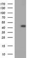 Cell division cycle protein 123 homolog antibody, TA505682AM, Origene, Western Blot image 