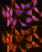 Solute Carrier Family 11 Member 2 antibody, GTX64686, GeneTex, Immunofluorescence image 