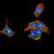 Phospholipase C Gamma 2 antibody, NBP2-52536, Novus Biologicals, Immunofluorescence image 