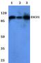 N-acetyltransferase ESCO1 antibody, PA5-37183, Invitrogen Antibodies, Western Blot image 