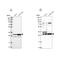 HAUS Augmin Like Complex Subunit 1 antibody, PA5-59218, Invitrogen Antibodies, Western Blot image 