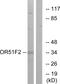 Olfactory Receptor Family 51 Subfamily F Member 2 antibody, PA5-39828, Invitrogen Antibodies, Western Blot image 