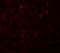 Acid Phosphatase 5, Tartrate Resistant antibody, 6911, ProSci, Immunofluorescence image 