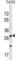 Olfactory Receptor Family 1 Subfamily M Member 1 antibody, abx029876, Abbexa, Western Blot image 