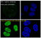 Hypoxia-inducible factor 1-alpha antibody, M00013-3, Boster Biological Technology, Immunofluorescence image 
