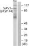 Vav Guanine Nucleotide Exchange Factor 1 antibody, LS-C117506, Lifespan Biosciences, Western Blot image 