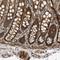 BAH Domain And Coiled-Coil Containing 1 antibody, HPA023386, Atlas Antibodies, Immunohistochemistry frozen image 