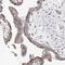RWD Domain Containing 2A antibody, HPA030106, Atlas Antibodies, Immunohistochemistry frozen image 