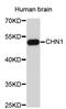 Chimerin 1 antibody, STJ23128, St John