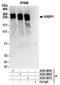 Ribosome Binding Protein 1 antibody, A303-997A, Bethyl Labs, Immunoprecipitation image 