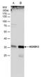 Homeobox B13 antibody, PA5-78327, Invitrogen Antibodies, Western Blot image 