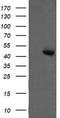 Dual specificity mitogen-activated protein kinase kinase 2 antibody, TA505716, Origene, Western Blot image 