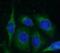 Prosaposin antibody, FNab06841, FineTest, Immunofluorescence image 