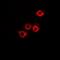 Glycyl-TRNA Synthetase antibody, orb340913, Biorbyt, Immunofluorescence image 