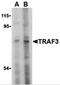 TNF Receptor Associated Factor 3 antibody, 3601, ProSci, Western Blot image 