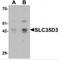 Solute Carrier Family 35 Member D3 antibody, MBS151116, MyBioSource, Western Blot image 