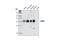 SPARC antibody, 5420S, Cell Signaling Technology, Western Blot image 