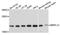 NEDD8 Activating Enzyme E1 Subunit 1 antibody, orb373204, Biorbyt, Western Blot image 