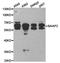 BAI1 Associated Protein 2 antibody, TA327577, Origene, Western Blot image 