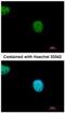 YY1 Associated Factor 2 antibody, NBP2-20927, Novus Biologicals, Immunocytochemistry image 