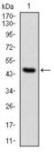 Protein Phosphatase 2 Phosphatase Activator antibody, GTX60539, GeneTex, Western Blot image 