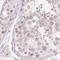 CUGBP Elav-like family member 6 antibody, HPA053526, Atlas Antibodies, Immunohistochemistry frozen image 