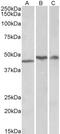 TAR DNA Binding Protein antibody, STJ71804, St John