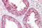 Hsp10 antibody, MBS247593, MyBioSource, Immunohistochemistry frozen image 