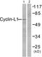 Cyclin L1 antibody, abx013171, Abbexa, Western Blot image 