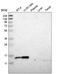 Ribosomal Protein S12 antibody, HPA006365, Atlas Antibodies, Western Blot image 