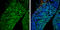 POU Class 3 Homeobox 2 antibody, GTX114650, GeneTex, Immunohistochemistry frozen image 