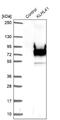 Kelch repeat and BTB domain-containing protein 10 antibody, NBP1-80787, Novus Biologicals, Western Blot image 