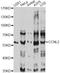 Cyclin L2 antibody, LS-C749918, Lifespan Biosciences, Western Blot image 