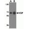 VGF Nerve Growth Factor Inducible antibody, TA306578, Origene, Western Blot image 