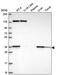 Sterol-C5-Desaturase antibody, PA5-67092, Invitrogen Antibodies, Western Blot image 