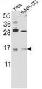 RNA Binding Motif Protein 3 antibody, GTX81473, GeneTex, Western Blot image 
