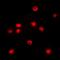 CCAAT Enhancer Binding Protein Zeta antibody, orb318780, Biorbyt, Immunocytochemistry image 