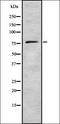 Kinesin-like protein KIF23 antibody, orb335383, Biorbyt, Western Blot image 