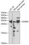 Dehydrogenase/Reductase 9 antibody, 22-128, ProSci, Western Blot image 
