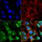 Synuclein Alpha antibody, SMC-533D-A565, StressMarq, Immunofluorescence image 
