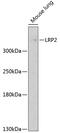 LDL Receptor Related Protein 2 antibody, 19-104, ProSci, Western Blot image 
