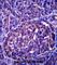 Leucine Rich Repeat Neuronal 4 antibody, abx027525, Abbexa, Western Blot image 