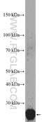 Family With Sequence Similarity 207 Member A antibody, 27447-1-AP, Proteintech Group, Western Blot image 